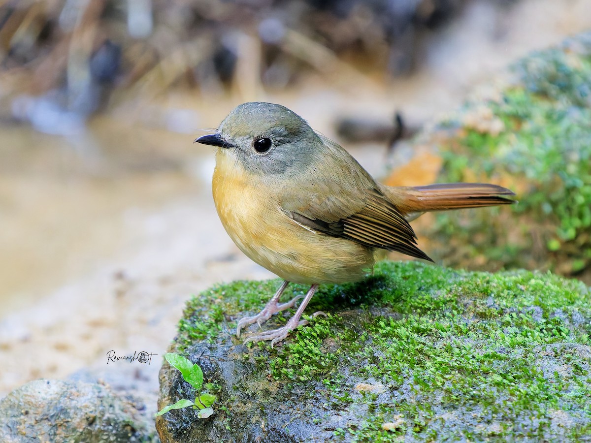 Pale-chinned Flycatcher - ML646345760