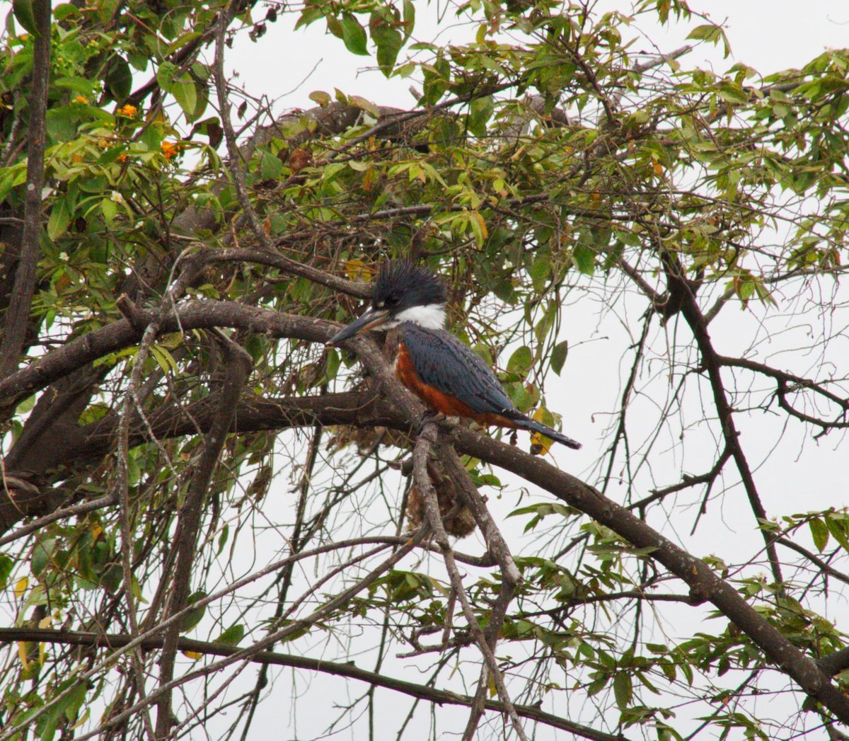 Ringed Kingfisher - ML646345763
