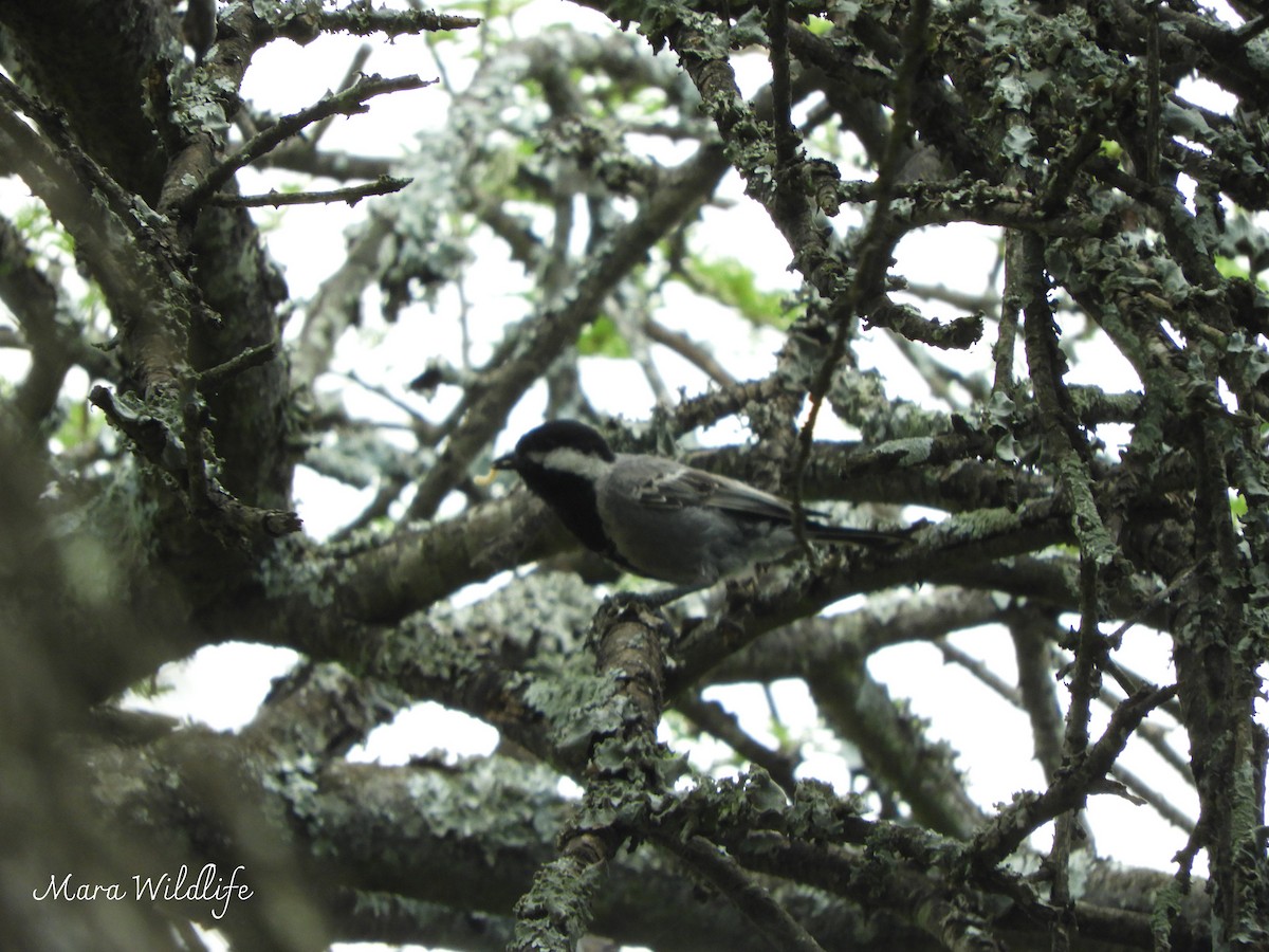 Ashy Tit - ML646345765