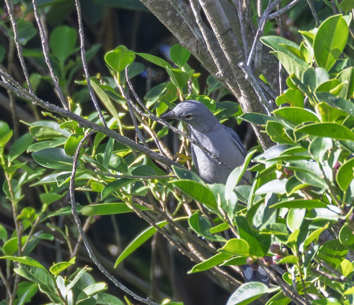 Black-winged Cuckooshrike - ML646345766