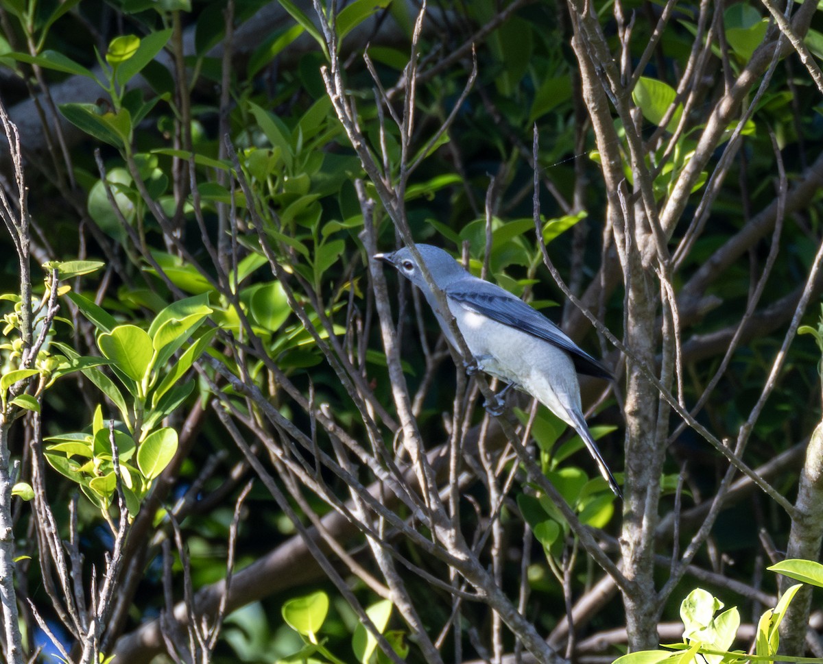 Black-winged Cuckooshrike - ML646345767