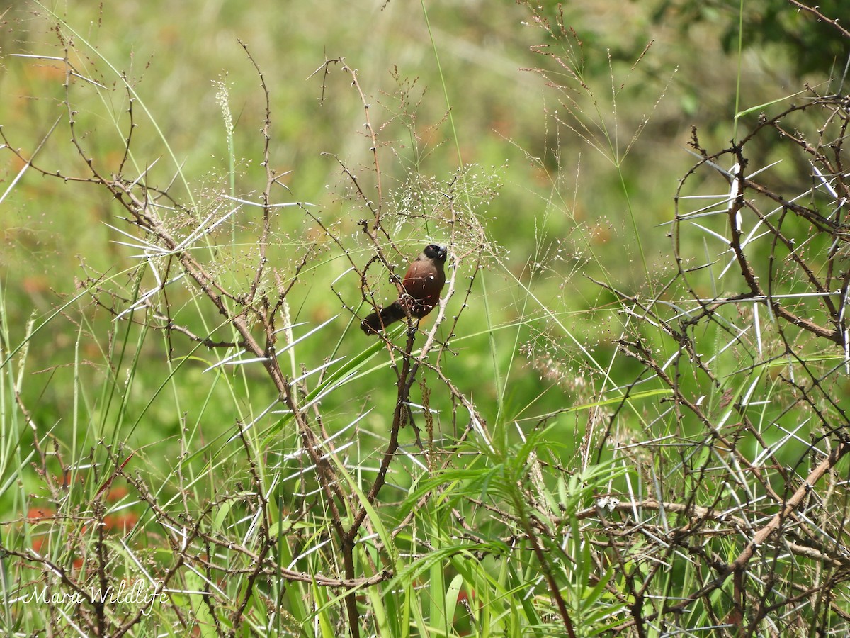 Black-faced Waxbill - ML646345770