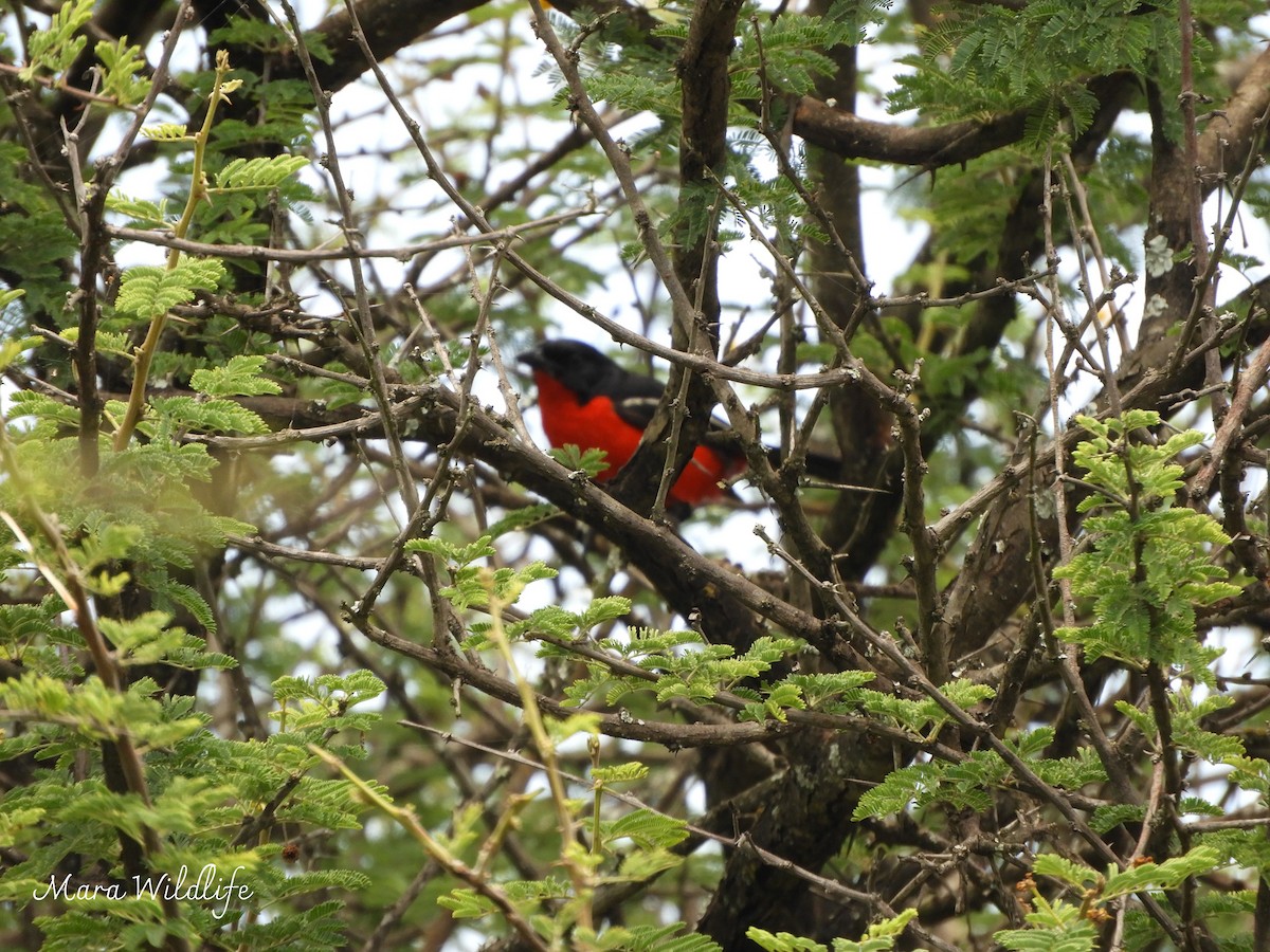 Crimson-breasted Gonolek - ML646345772