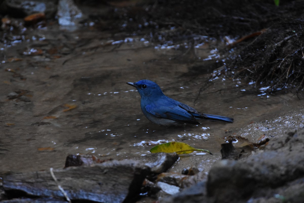 Pale Blue Flycatcher - ML646345773