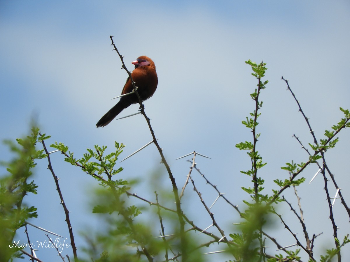 Violet-eared Waxbill - ML646345778