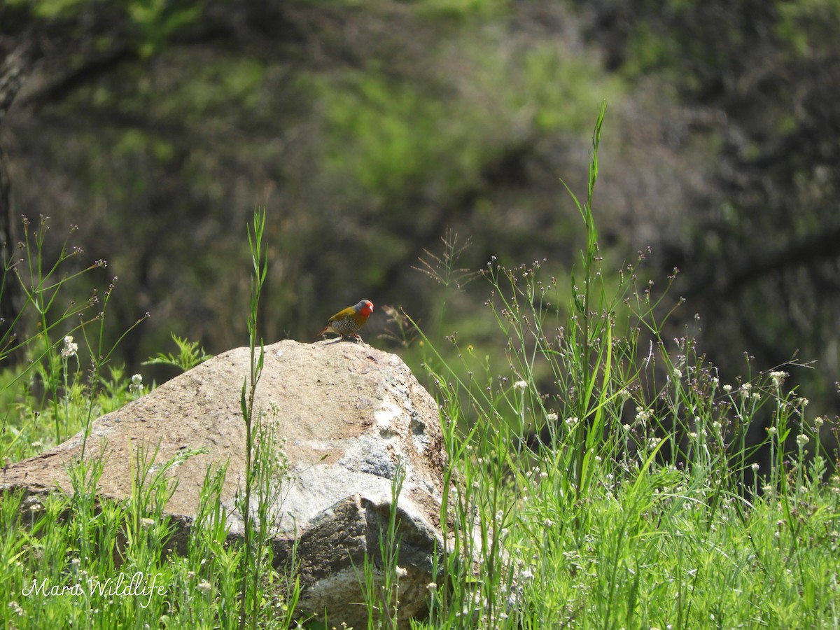 Green-winged Pytilia - ML646345780