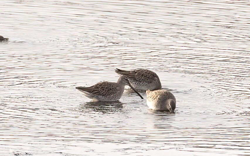 Short-billed/Long-billed Dowitcher - ML646345781