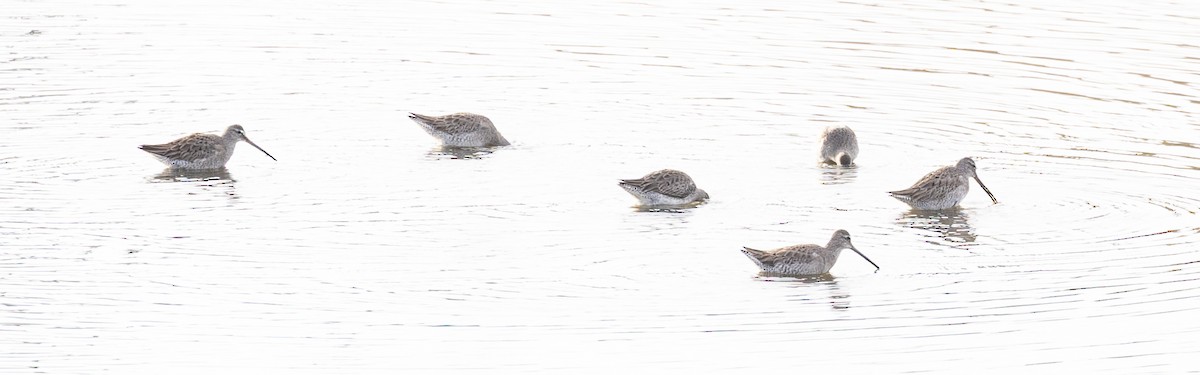 Short-billed/Long-billed Dowitcher - ML646345782