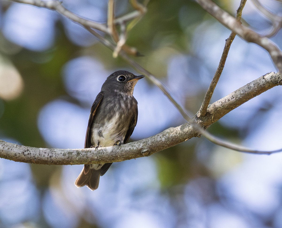 lejsek tmavoboký - ML646345783