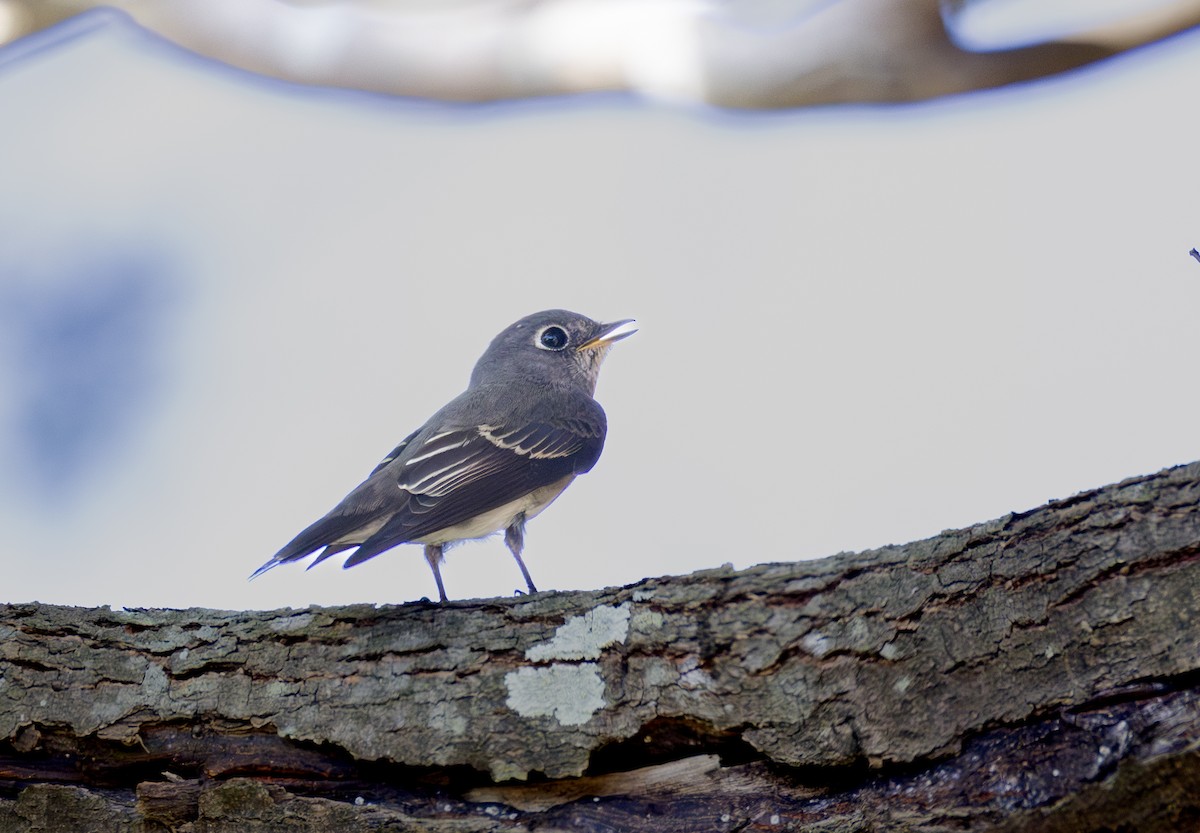 lejsek tmavoboký - ML646345784