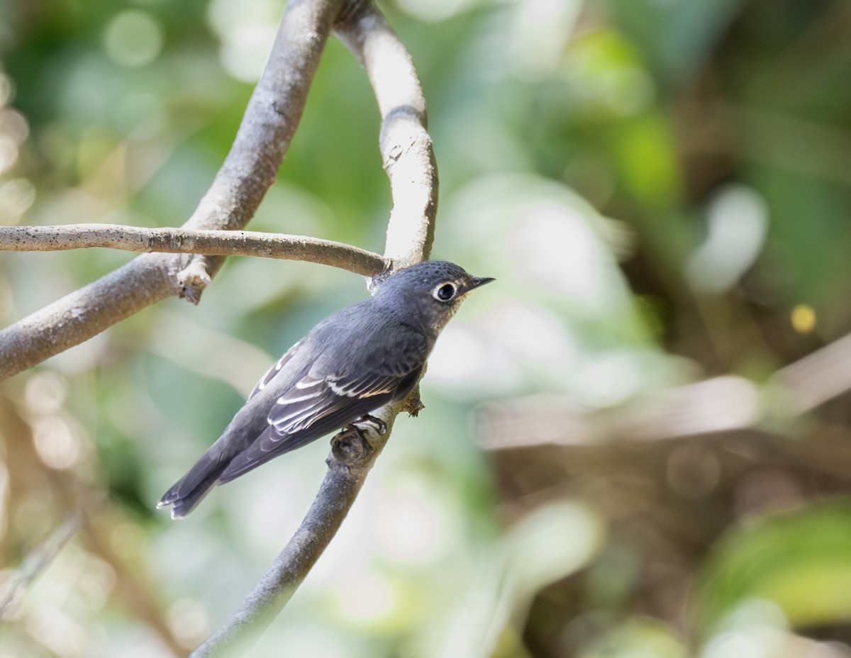 lejsek tmavoboký - ML646345785