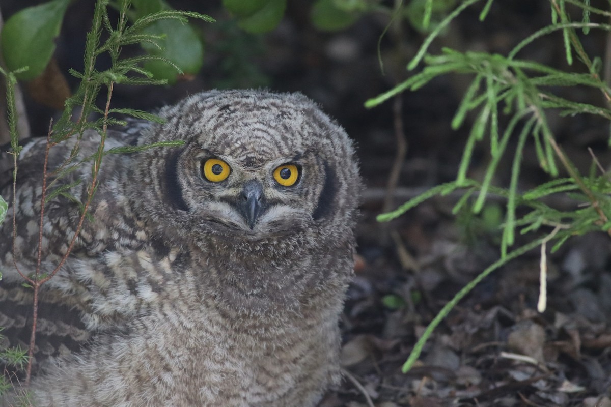 Spotted Eagle-Owl - ML646345786