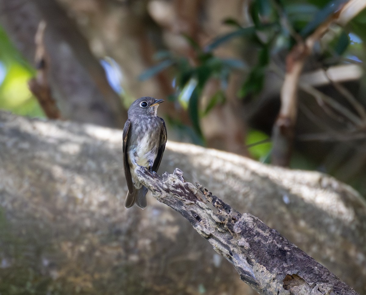 lejsek tmavoboký - ML646345787