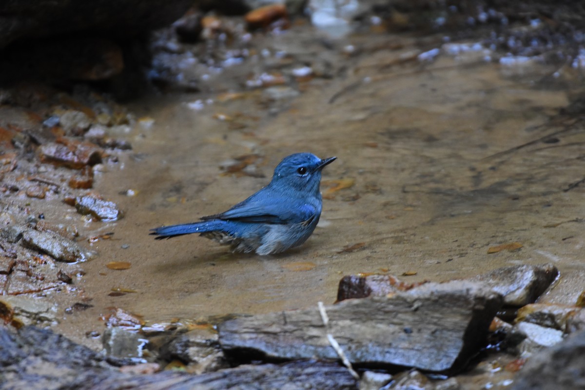 Pale Blue Flycatcher - ML646345800