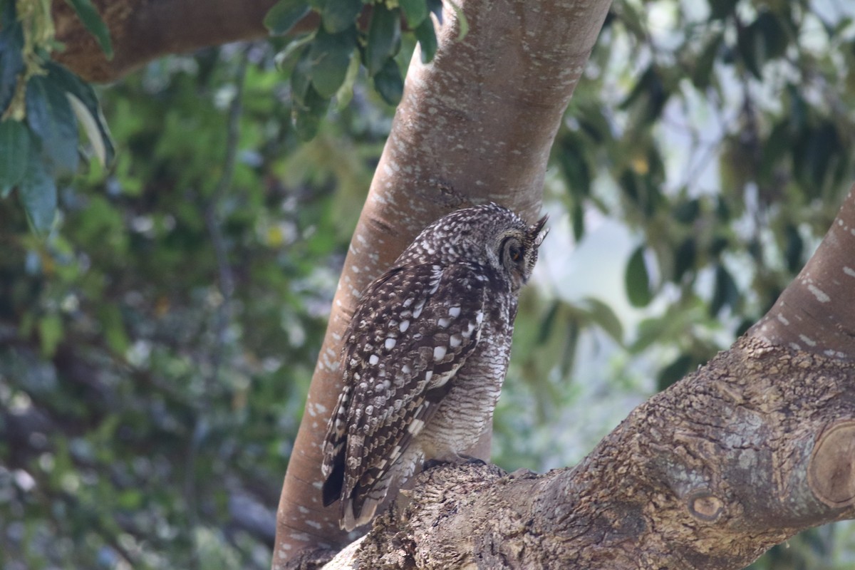 Spotted Eagle-Owl - ML646345801