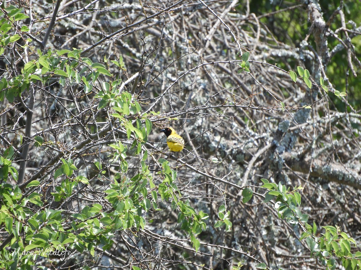 Southern Masked-Weaver - ML646345802