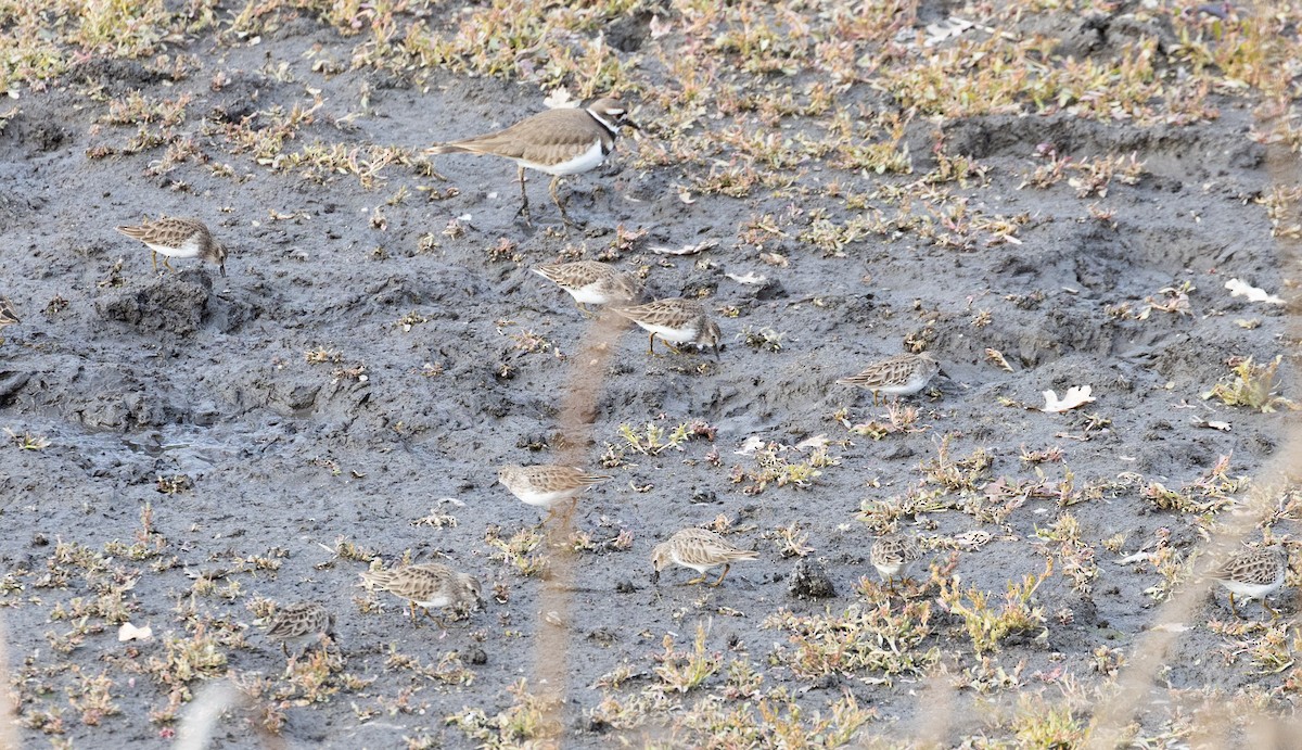 Least Sandpiper - ML646345805