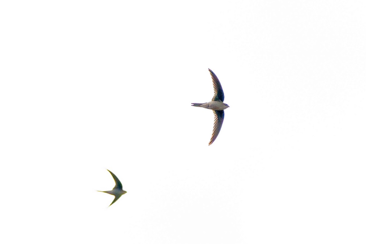 סיס-דקלים אסייתי - ML646345806