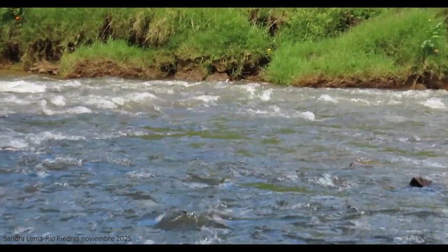 Torrent Duck - ML646345807