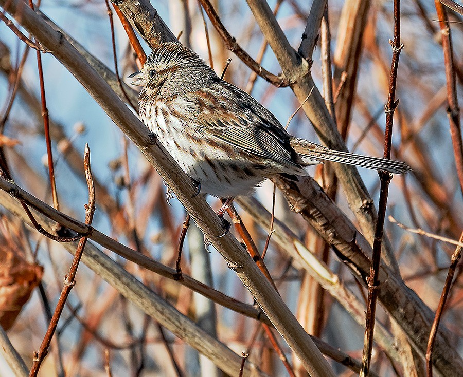 Song Sparrow - ML646345809