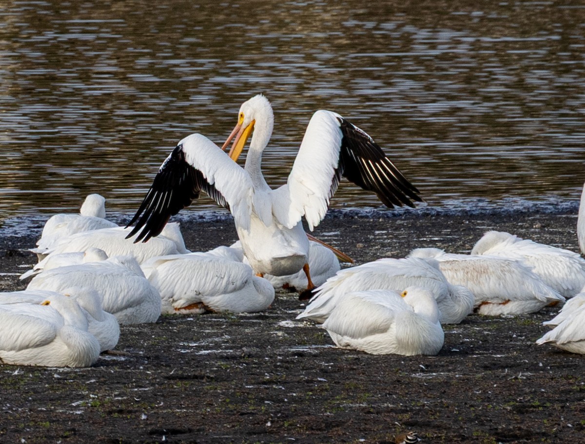American White Pelican - ML646345815