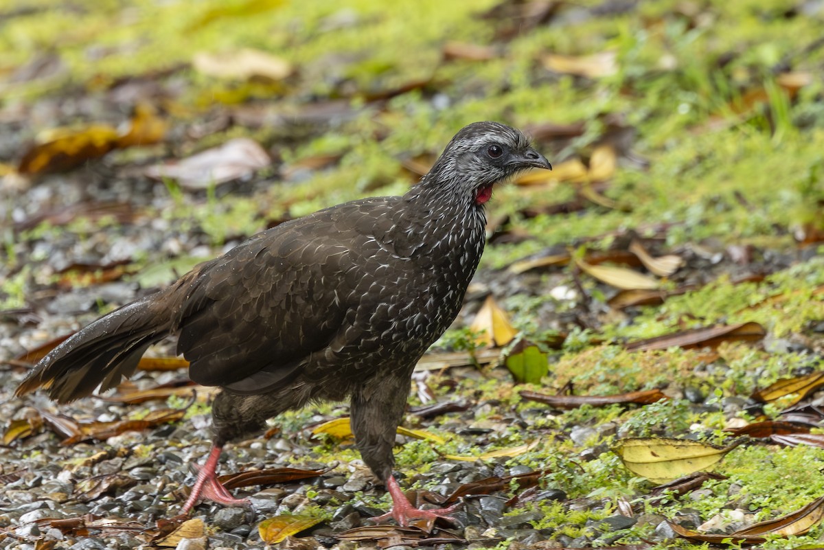 Bearded Guan - ML646345819