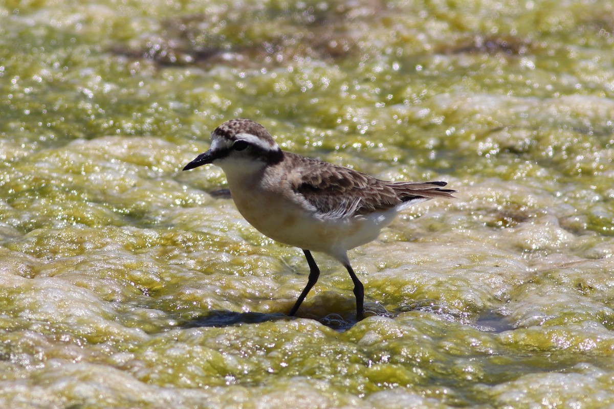 Kittlitz's Plover - ML646345821