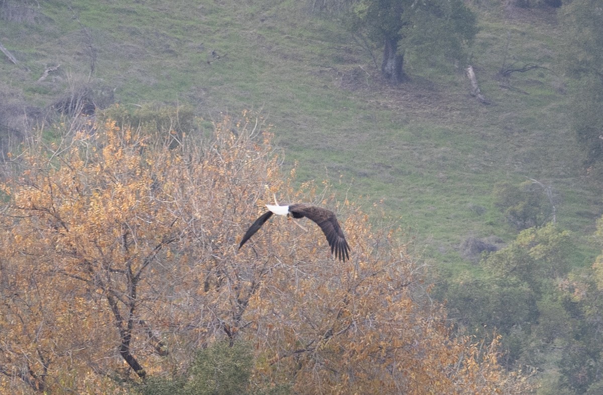 Bald Eagle - ML646345822
