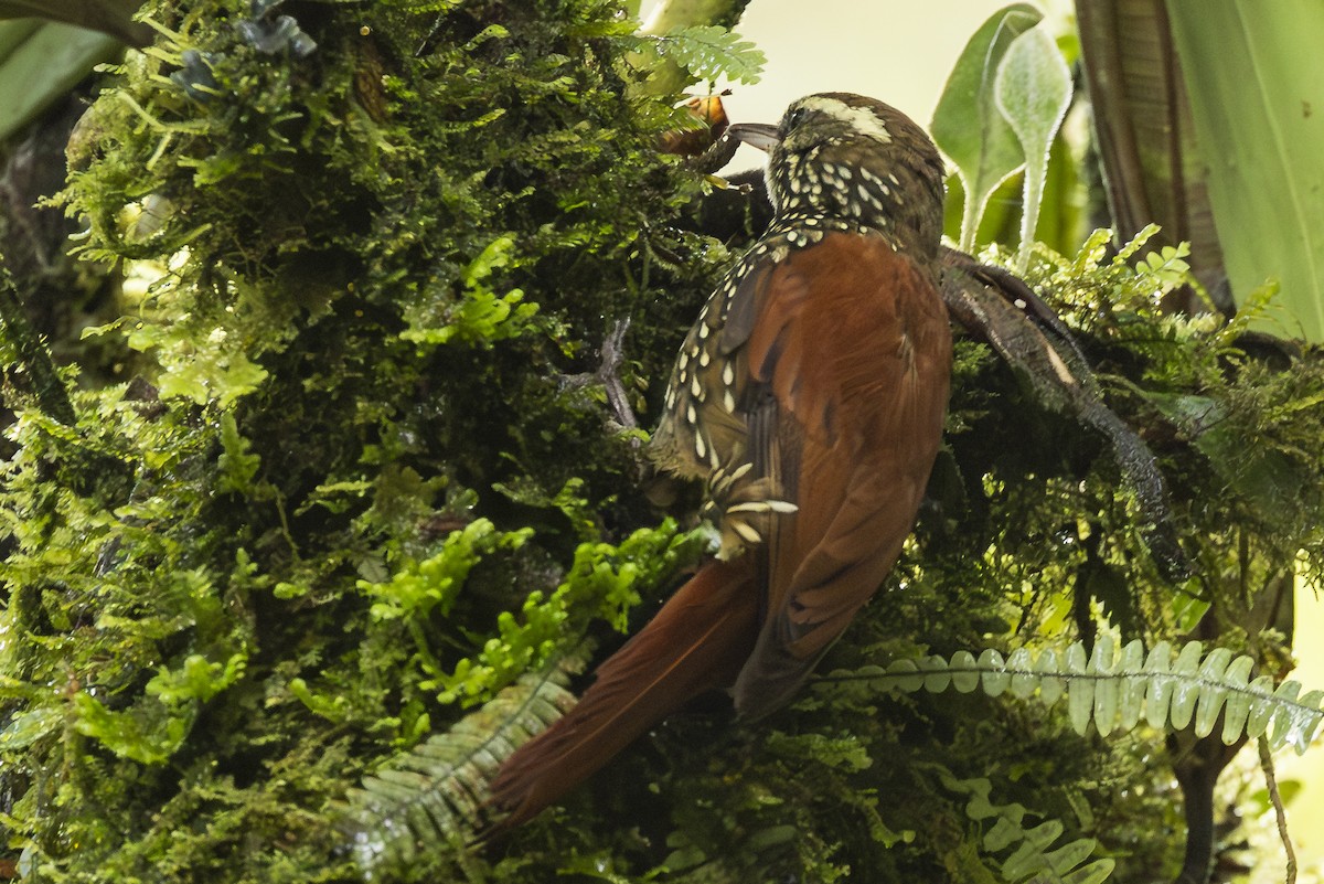 Pearled Treerunner - ML646345823