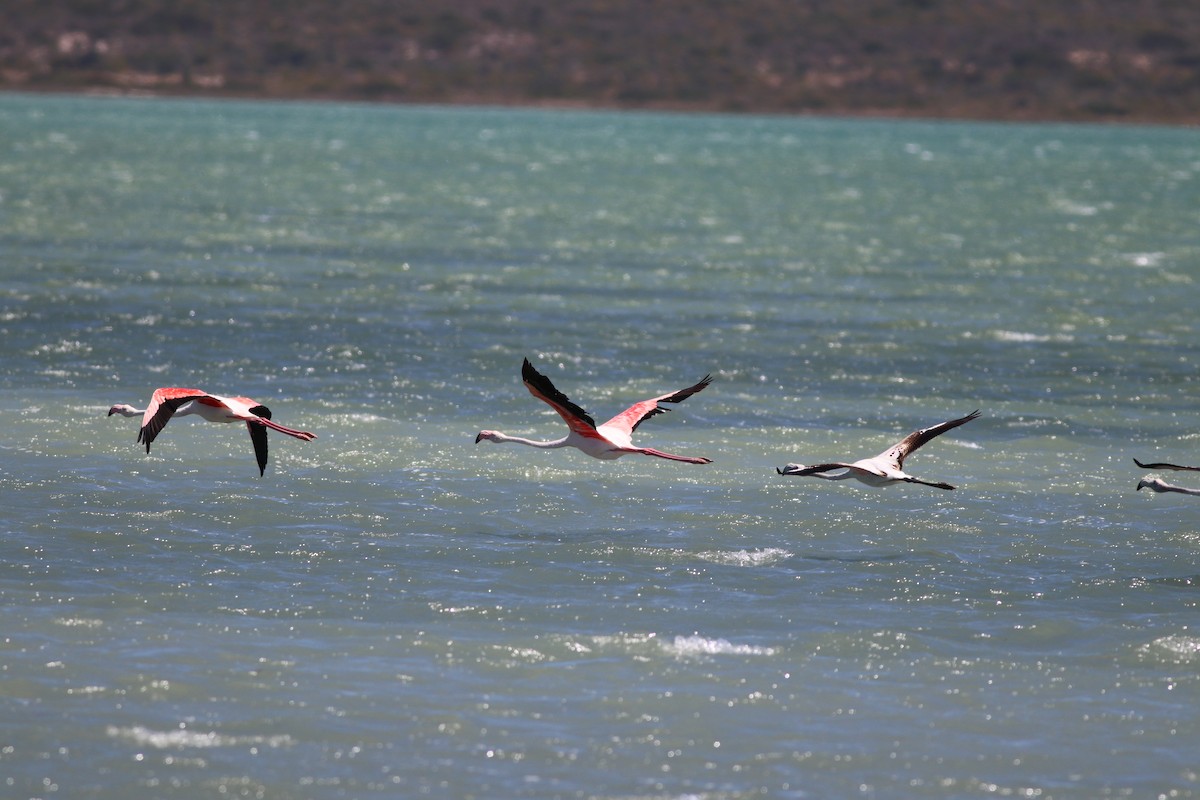 Greater Flamingo - ML646345824