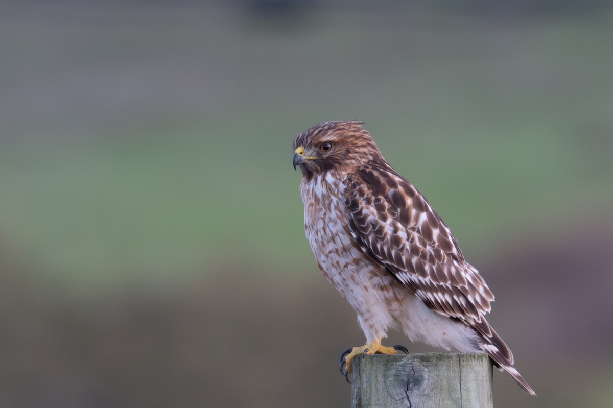 Red-shouldered Hawk - ML646345825