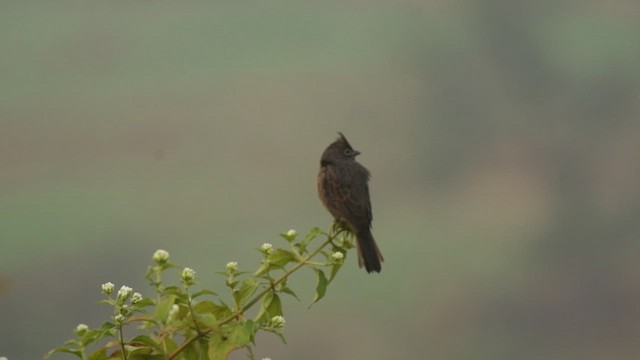 Crested Bunting - ML646345828