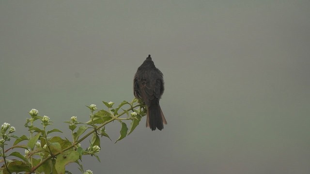 Crested Bunting - ML646345829