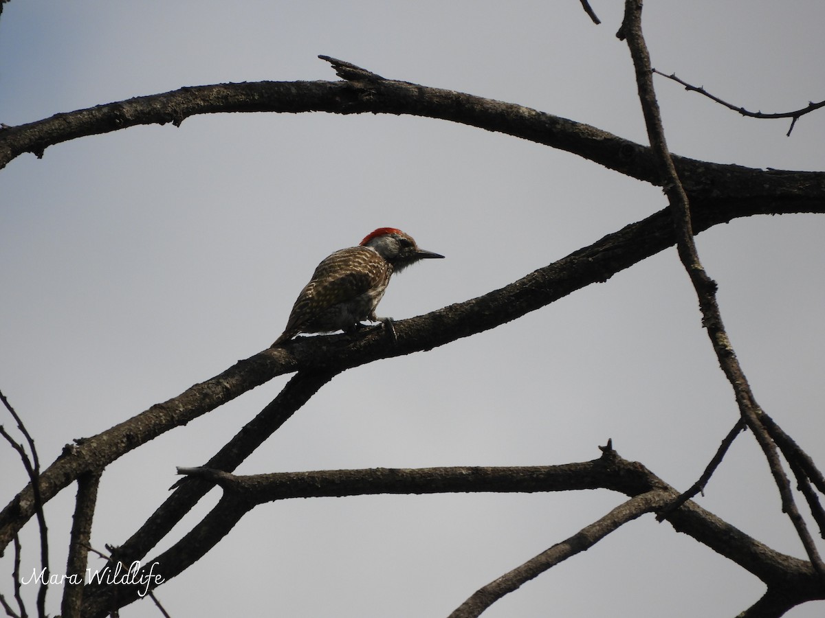 Cardinal Woodpecker - ML646345830