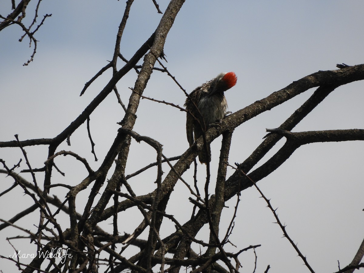 Cardinal Woodpecker - ML646345831