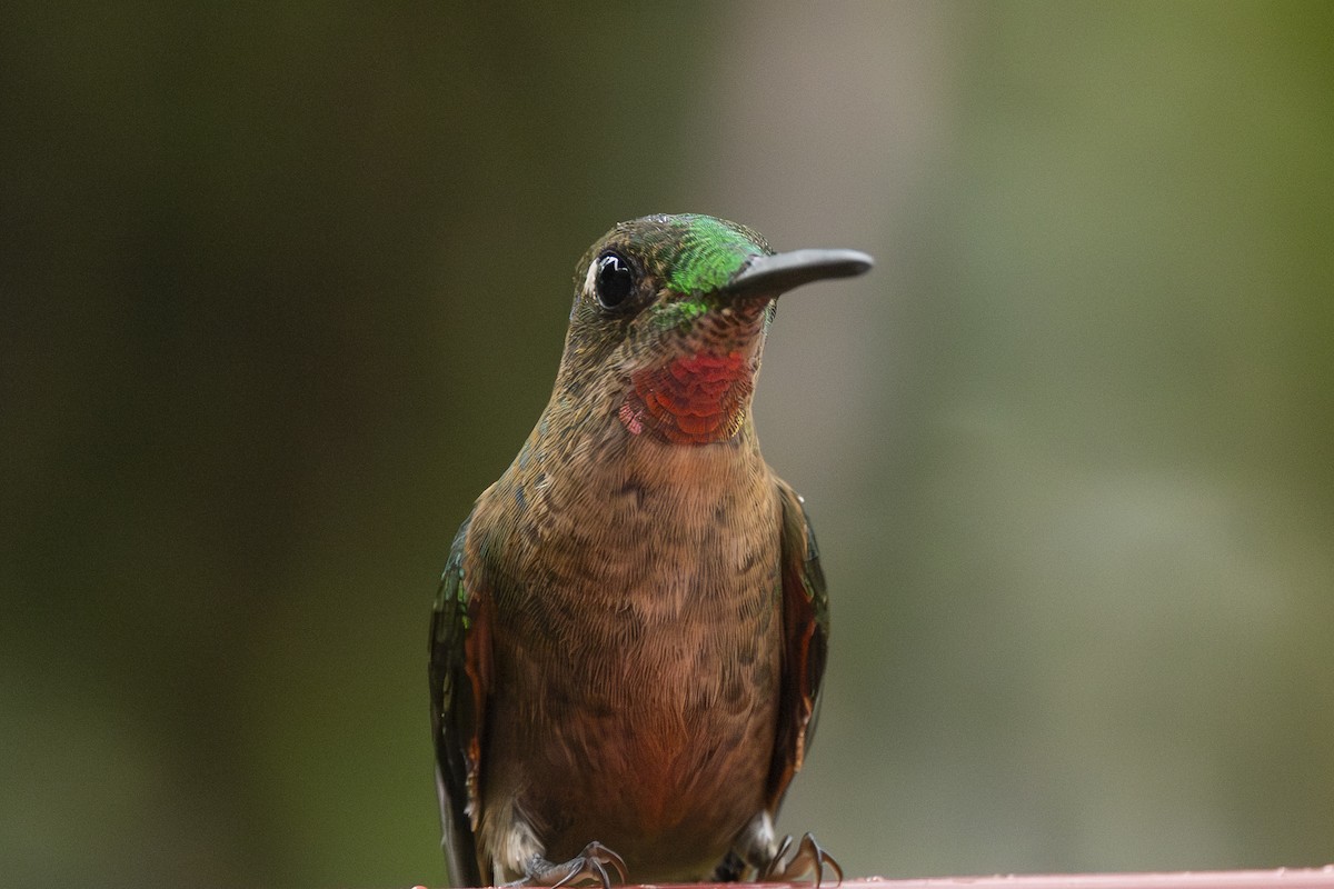 Fawn-breasted Brilliant - ML646345832