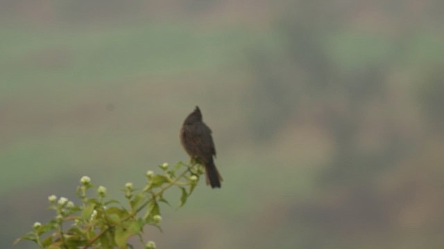 Crested Bunting - ML646345833