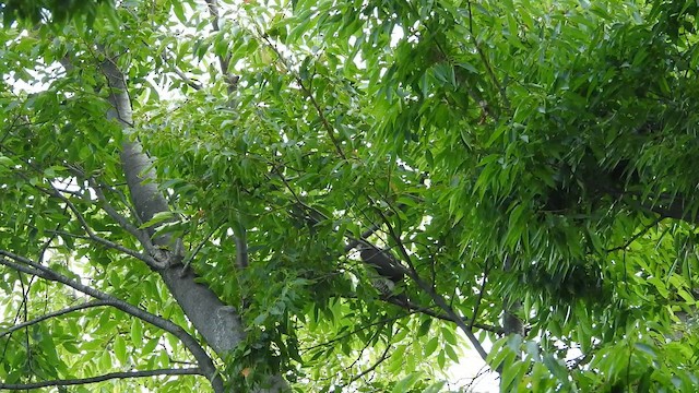 Japanese Sparrowhawk - ML646345834