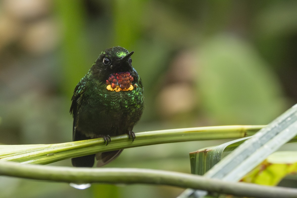 Little Sunangel - ML646345835