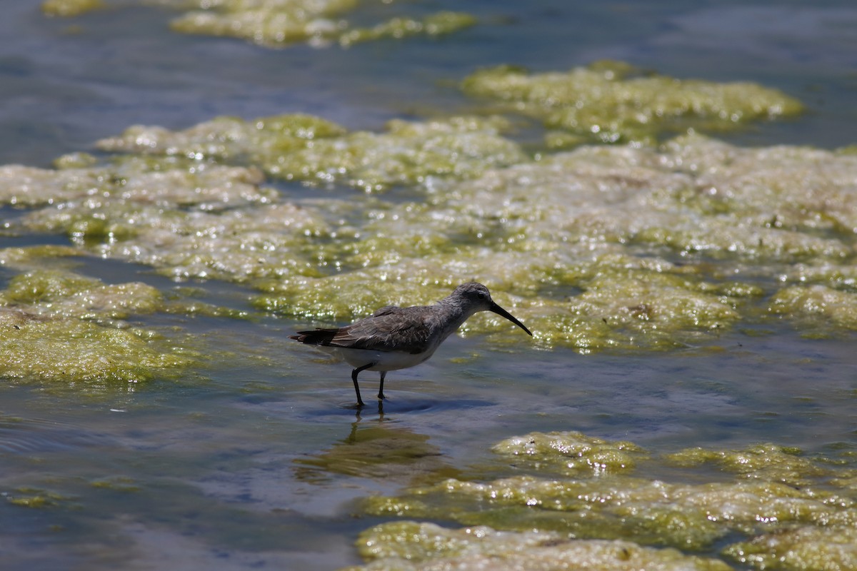 Curlew Sandpiper - ML646345836
