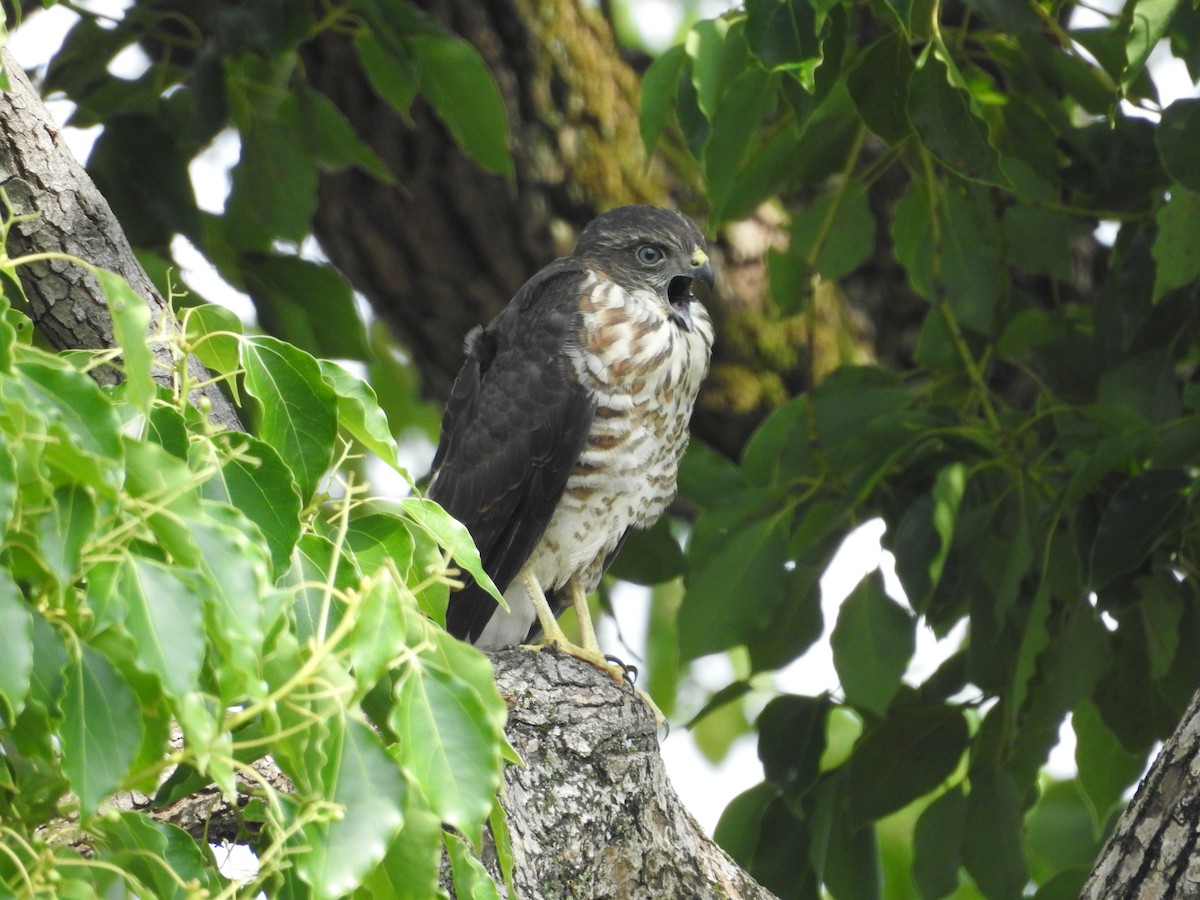 Яструб японський - ML646345837