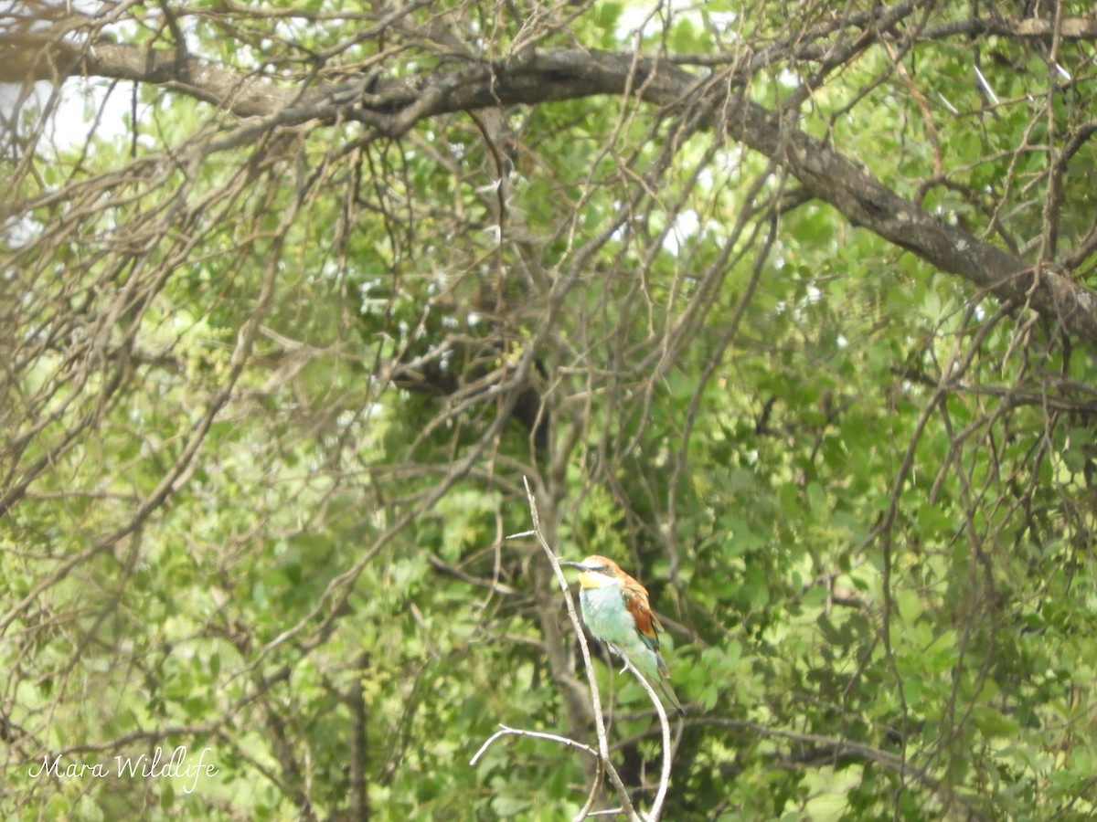 European Bee-eater - ML646345838
