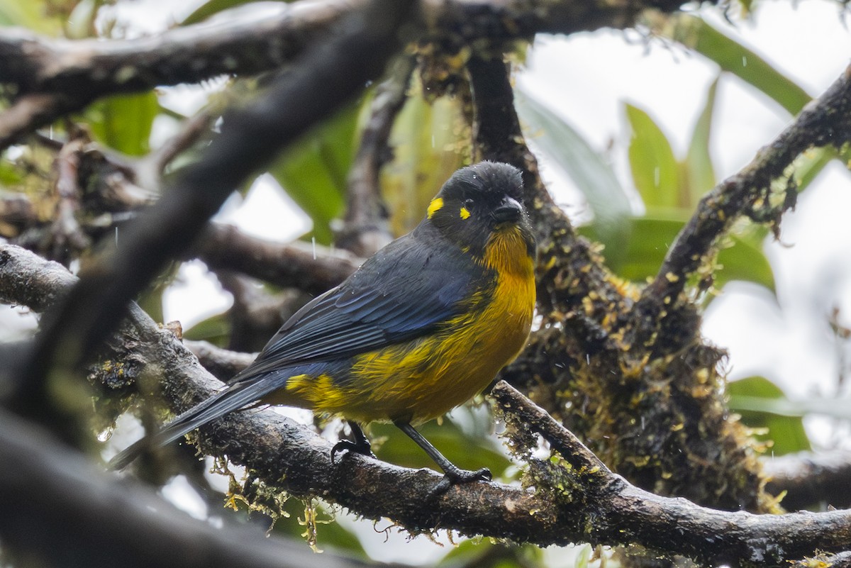 Lacrimose Mountain Tanager - ML646345839