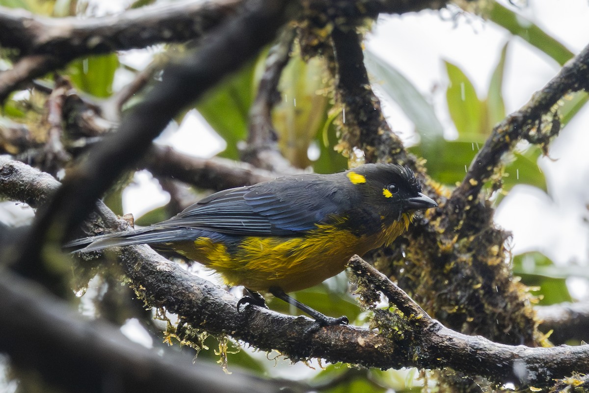 Lacrimose Mountain Tanager - ML646345840