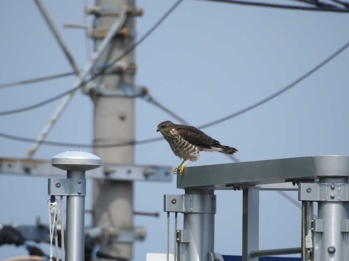 Яструб японський - ML646345842