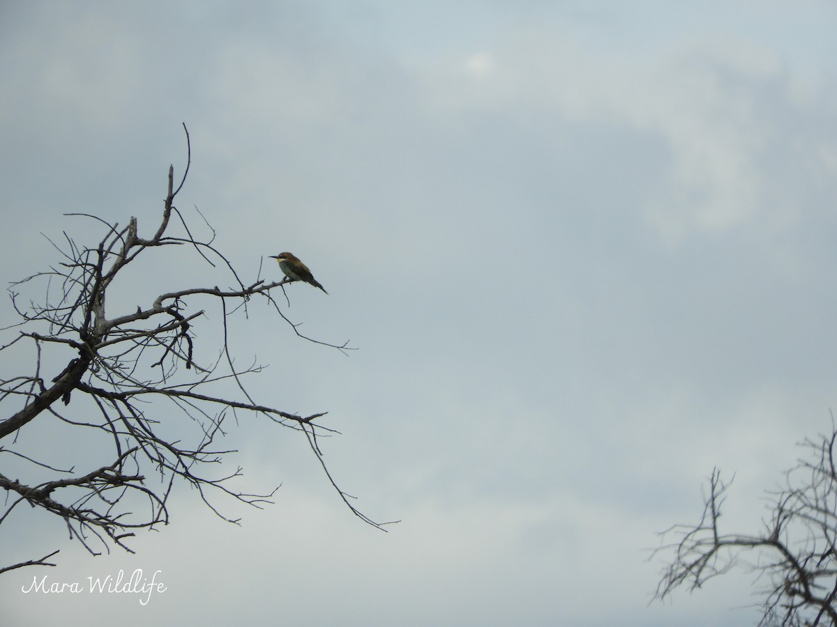 European Bee-eater - ML646345846