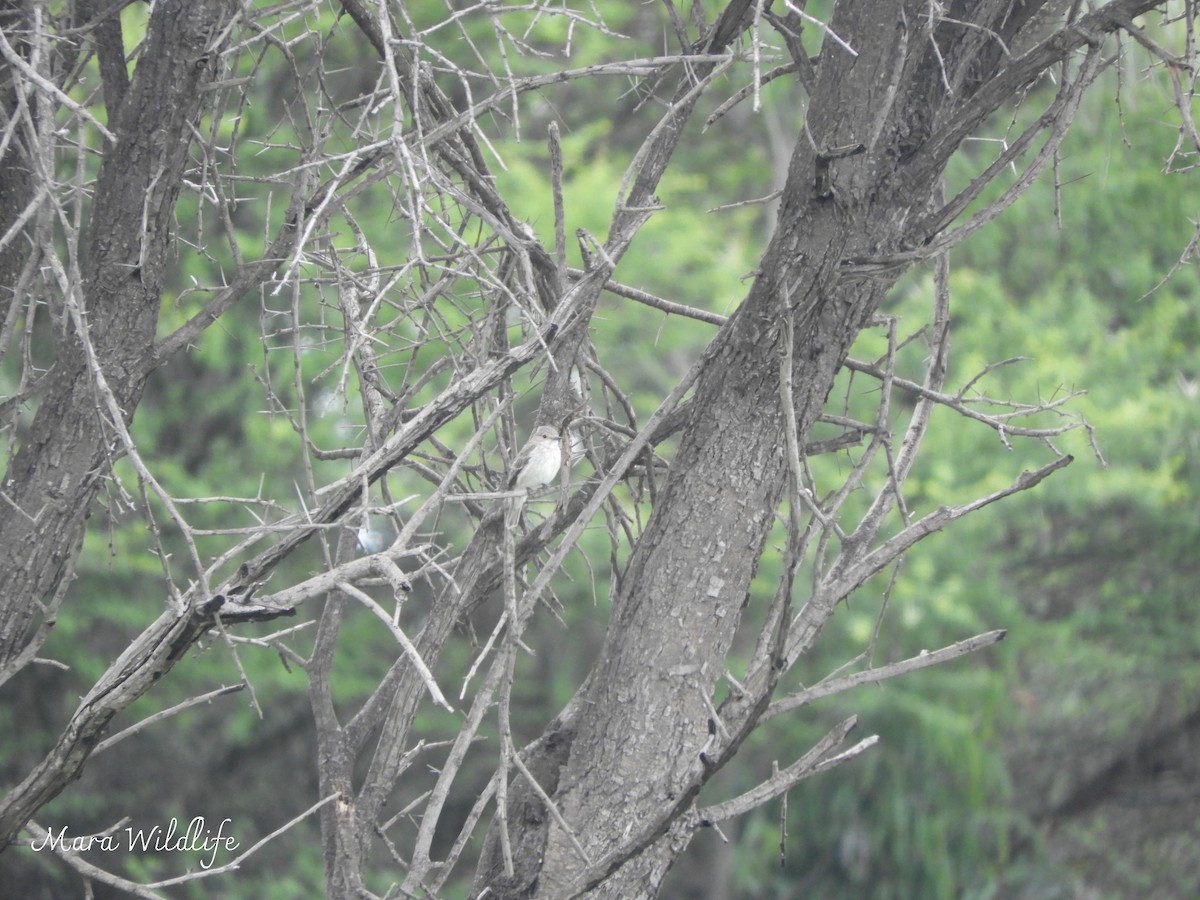 Spotted Flycatcher - ML646345852