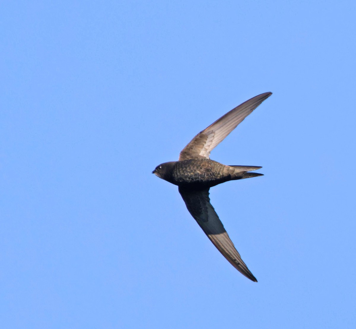Common Swift - ML646345854