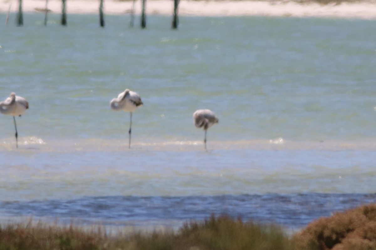 Малый фламинго - ML646345859