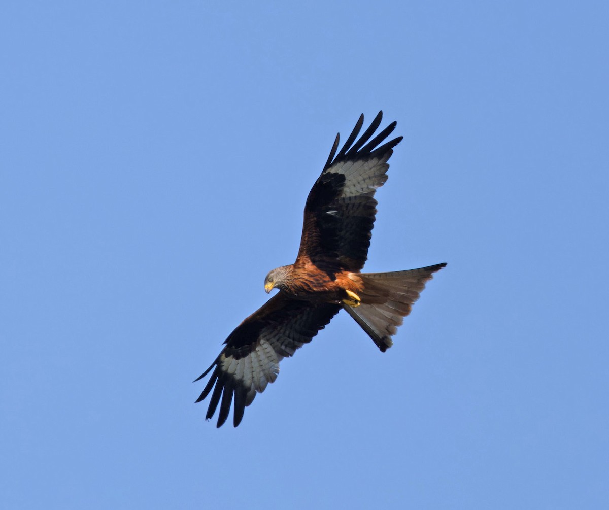 Red Kite - ML646345860